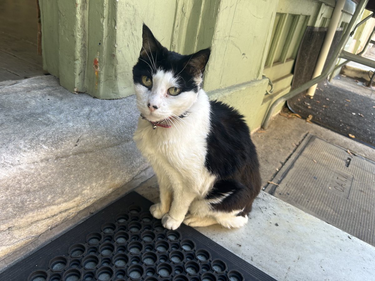 GoldbergSK's tweet photo. People talk a lot about the benefits of canvassing for GOTV/electoral strategy, but no one ever talks about the fact that you might get to meet some cute cats. 

Presenting: a handful of my favorite canvass kitties I’ve encountered here in Philly https://t.co/tyBCjjSo7O