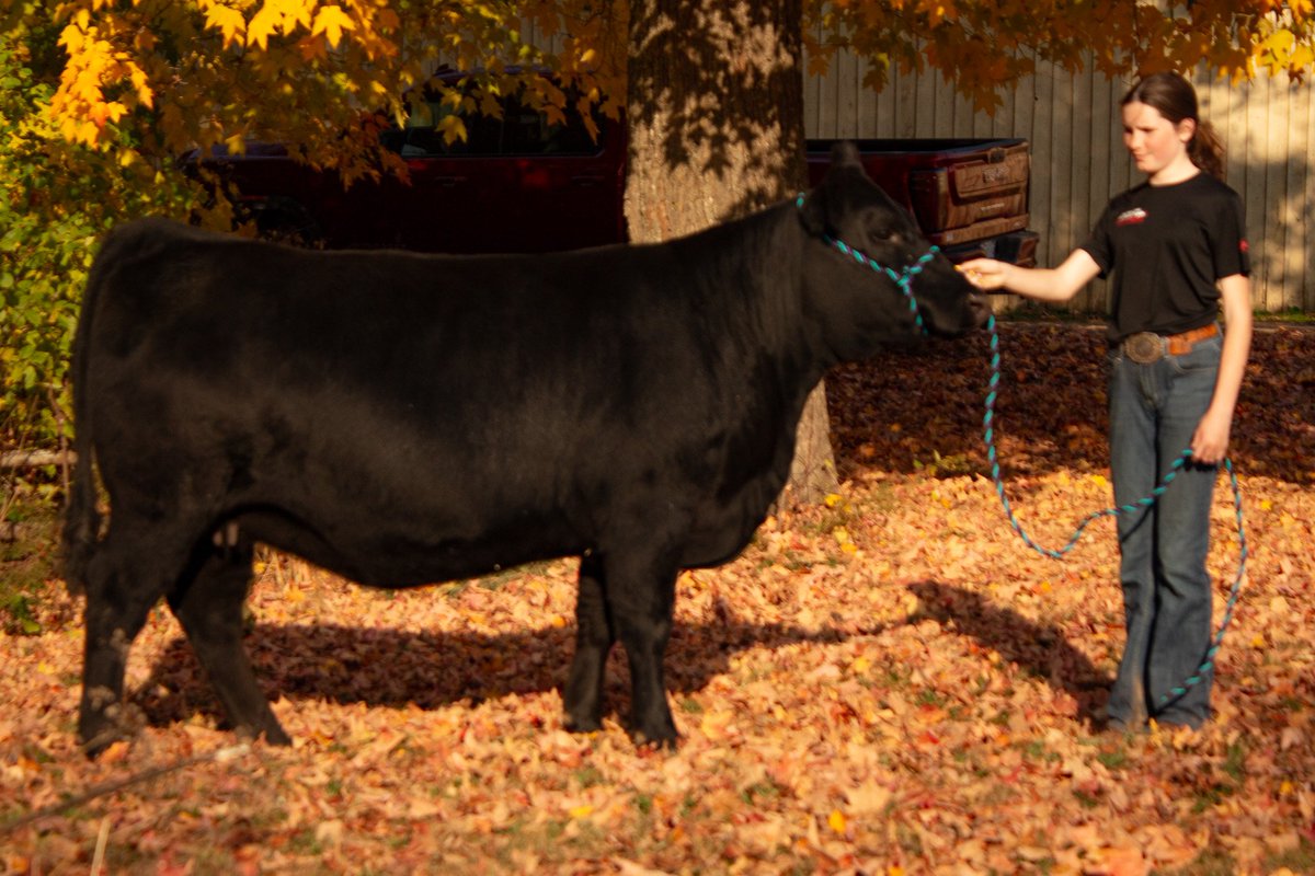 Amy Higgins (@valleymeadowamy) on Twitter photo Lot #13 in the Atlantic Alliance Sale this Saturday in Nappan or online <a href="/DirectLivestock/">DLMS</a> video. Anna has had her out all summer and bred Marda Honor (who sired our Lot #12 calf) take a look! youtu.be/ElRgAbkLlbo?si… <a href="/maritimeangus/">maritimeangus</a> <a href="/cdnangus/">Canadian Angus</a> <a href="/BovinsNBCattle/">NB Cattle Producers</a> <a href="/NSCattle/">Nova Scotia Cattle Producers</a> <a href="/peicattle/">Prince Edward Island Cattle Producers</a> Lot #13 in the Atlantic Alliance Sale this Saturday in Nappan or online <a href="/DirectLivestock/">DLMS</a> video. Anna has had her out all summer and bred Marda Honor (who sired our Lot #12 calf) take a look! youtu.be/ElRgAbkLlbo?si… <a href="/maritimeangus/">maritimeangus</a> <a href="/cdnangus/">Canadian Angus</a> <a href="/BovinsNBCattle/">NB Cattle Producers</a> <a href="/NSCattle/">Nova Scotia Cattle Producers</a> <a href="/peicattle/">Prince Edward Island Cattle Producers</a>