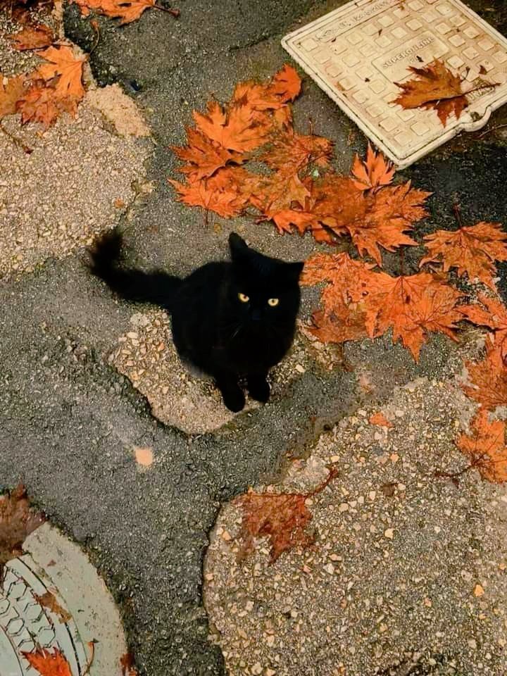 怡怡。 tweet media