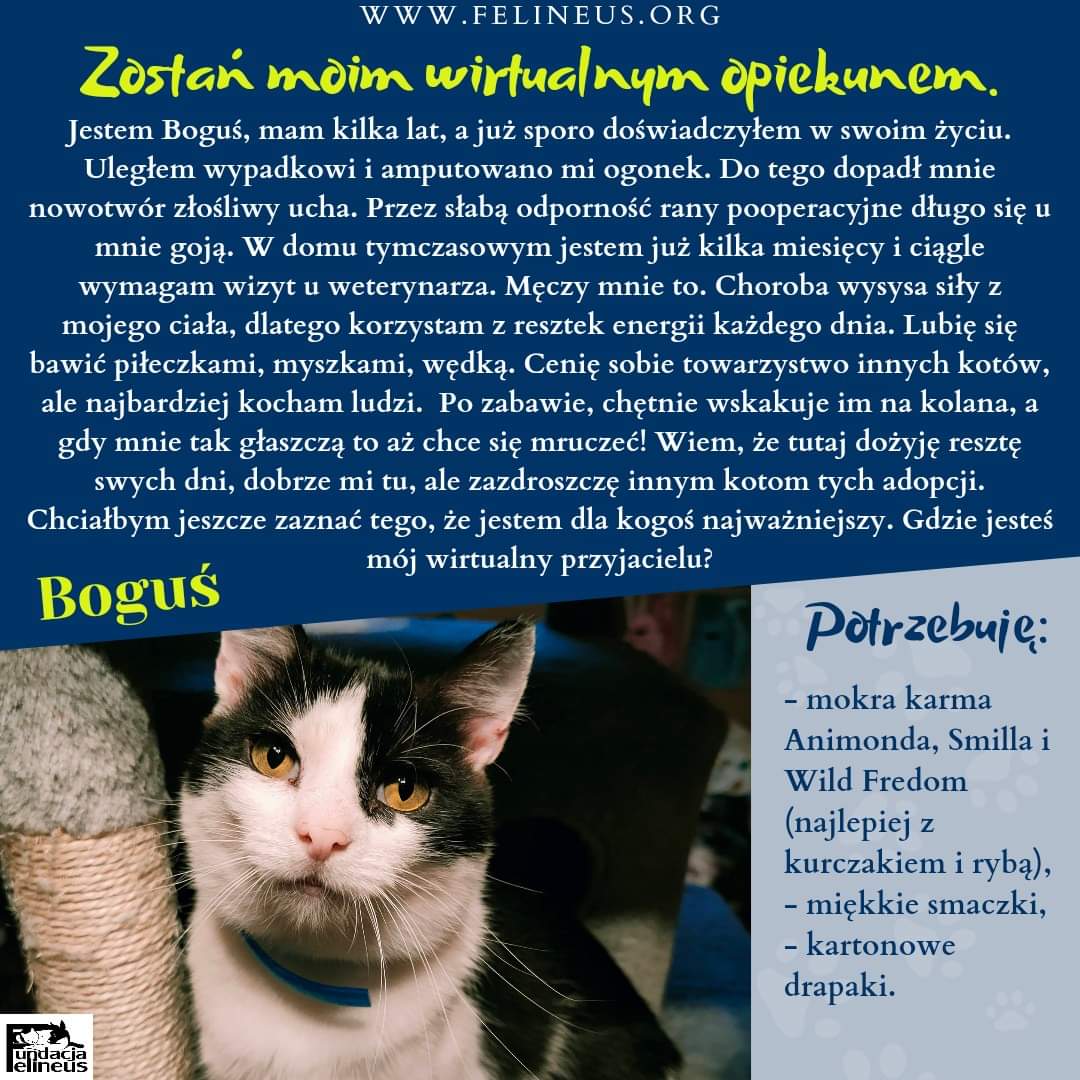 Boguś poleca się do wirtualne adopcji.

Jak zostać wirtualnym opiekunem?
Skontaktuj się z nami: wirtualnaadopcja@felineus.org, przesyłając wypełniony formularz Wirtualnego Opiekuna - dostępny na stronie: felineus.org/index.php/wirt…

#wirtualnaadopcja #WA_FundacjaFelineus