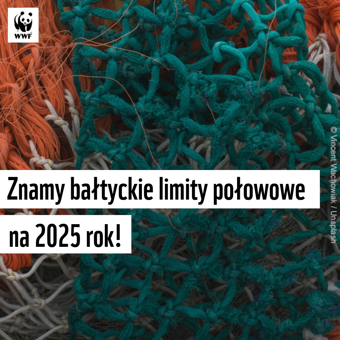 WWF_Polska's tweet image. Krótkowzroczne decyzje ministrów ds. rybołówstwa UE ws. bałtyckich limitów połowowych na 2025 rok stwarzają zagrożenie dla ekosystemu Morza Bałtyckiego: bit.ly/3UhMUjA  #AGRIFISH