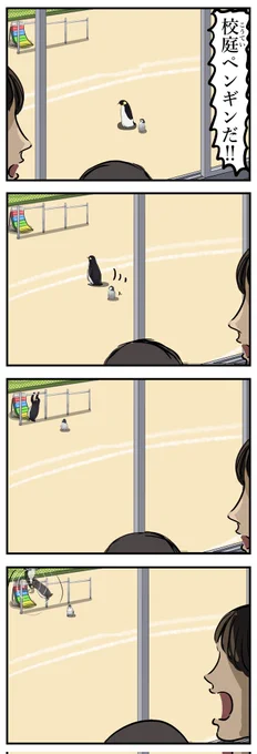 コウテイペンギン。 