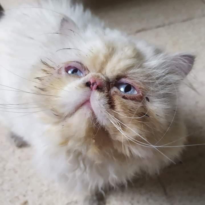 AlertaMePerdi's tweet photo. #PERDIDO #GUAYAQUIL
Nombre: #ROMEO
Fecha: 20/10/24
Sector: Barrio Centenario, Aurelio Carrera Calvo y 6 de Marzo
Sexo: Macho
Raza: Persa
Obsv. Blanco, ojos celestes, partes beige, necesita cuidados médicos
Contacto: 0978636700
¡Ayúdalo a volver con sus tutores!
#AlertaMePerdí https://t.co/P2Rsu8n1Mw