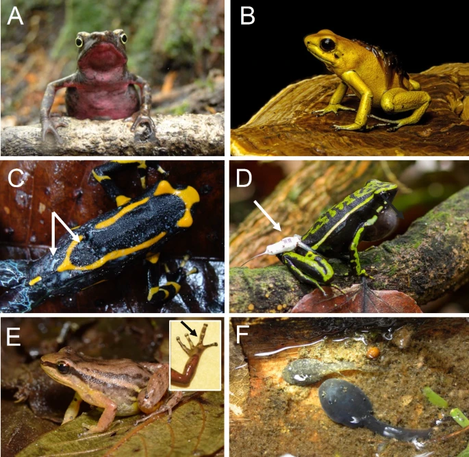 Bibiana Rojas (@biobiiana) on Twitter photo Finally, Rojas & Vargas-Salinas —> Editorial part 2: "Developments in the study of poison frog evolutionary ecology II: decoding hidden messages in their coloration and unique behaviours" <a href="/fvargas_salinas/">Fernando Vargas-Salinas</a> <a href="/VetmeduniVienna/">Vetmeduni</a> <a href="/Uniquindio/">Uniquindío</a> <a href="/KLIVVWien/">KLIVV Vienna</a>
rdcu.be/dXGiz Finally, Rojas & Vargas-Salinas —> Editorial part 2: "Developments in the study of poison frog evolutionary ecology II: decoding hidden messages in their coloration and unique behaviours" <a href="/fvargas_salinas/">Fernando Vargas-Salinas</a> <a href="/VetmeduniVienna/">Vetmeduni</a> <a href="/Uniquindio/">Uniquindío</a> <a href="/KLIVVWien/">KLIVV Vienna</a>
rdcu.be/dXGiz