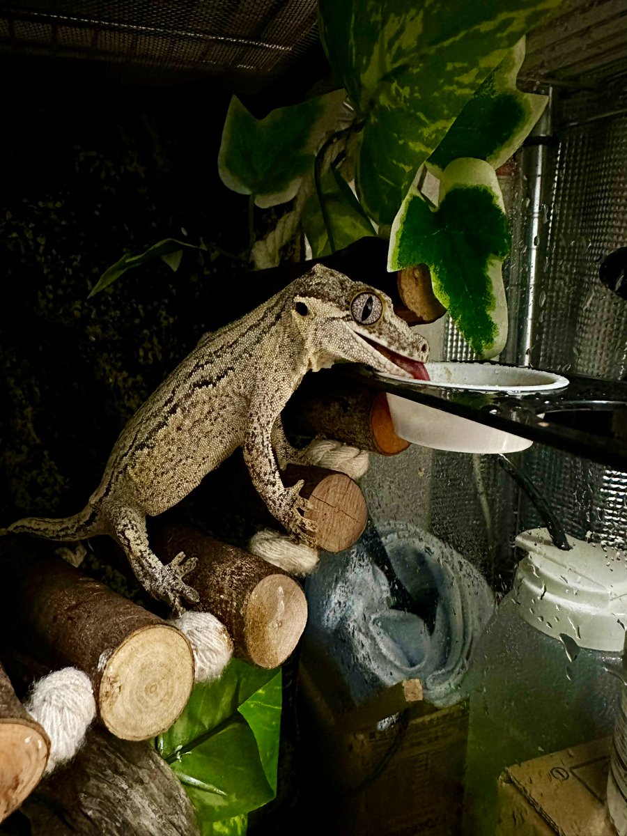 おひさし、しまちゃん
ちょいくらいけど相変わらず横着食べ(笑)
もうちょっと上行けば食べやすいのに(笑)

 #ガーゴイルゲッコー