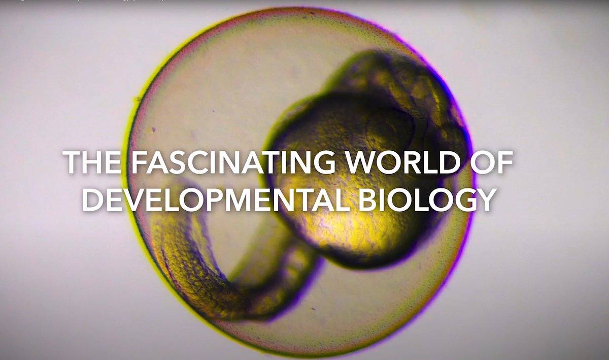 the Node (@the_node) on Twitter photo We love developmental biology! 😍
To get a glimpse behind the scenes of filming this #DevBio documentary, check out this blog post from <a href="/courtneyl7a7/">Courtney Lancaster</a>, who was part of the presenting team with <a href="/theAliceRoberts/">Prof Alice Roberts💙</a>:
thenode.biologists.com/from-scientist… We love developmental biology! 😍
To get a glimpse behind the scenes of filming this #DevBio documentary, check out this blog post from <a href="/courtneyl7a7/">Courtney Lancaster</a>, who was part of the presenting team with <a href="/theAliceRoberts/">Prof Alice Roberts💙</a>:
thenode.biologists.com/from-scientist…
