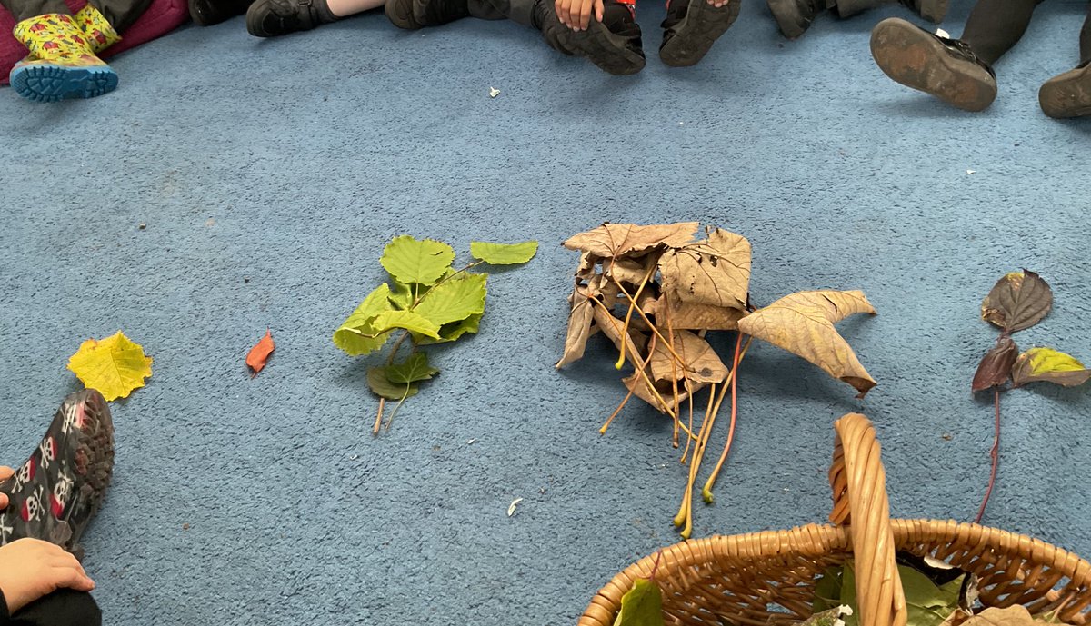 cloverbees_mrpa's tweet photo. Sorting activity in maths with our leaves that we collected today. #MRPALearning @MRPAeyfs @MRPA_Maths https://t.co/Vr4vAnjnCL