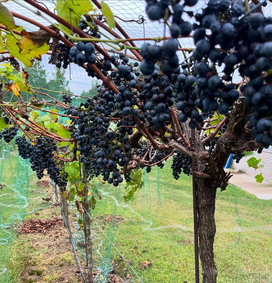 CrucibleAg's tweet photo. Here's a glimpse of the crimson cab harvest at Three Strands Vineyard! Cheers to hard work and good wine! 🍇🍷 https://t.co/Y17EHlSWd2