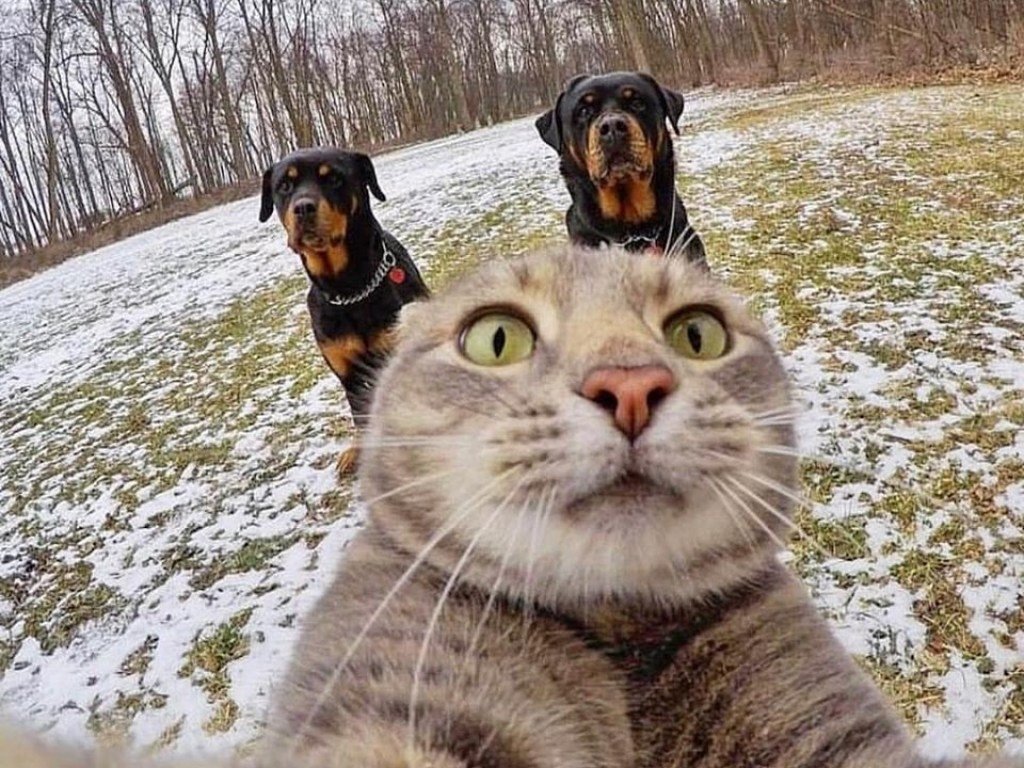 𝐂𝐲𝐚𝐧𝐨 tweet media