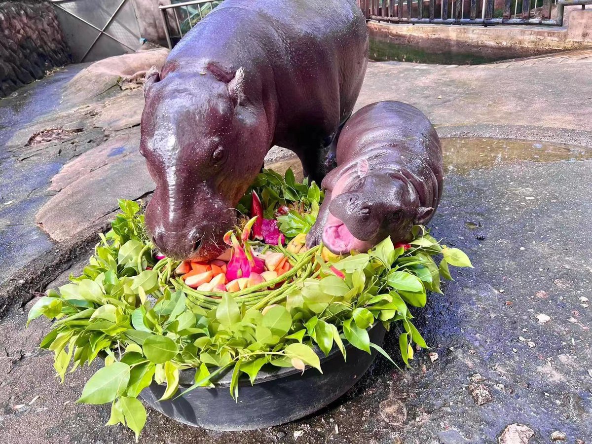 你爱的小河马
NEVER BORED ON NINGNING DAY 
#NINGturNING22 
#아기만두_닝이의_생일파티