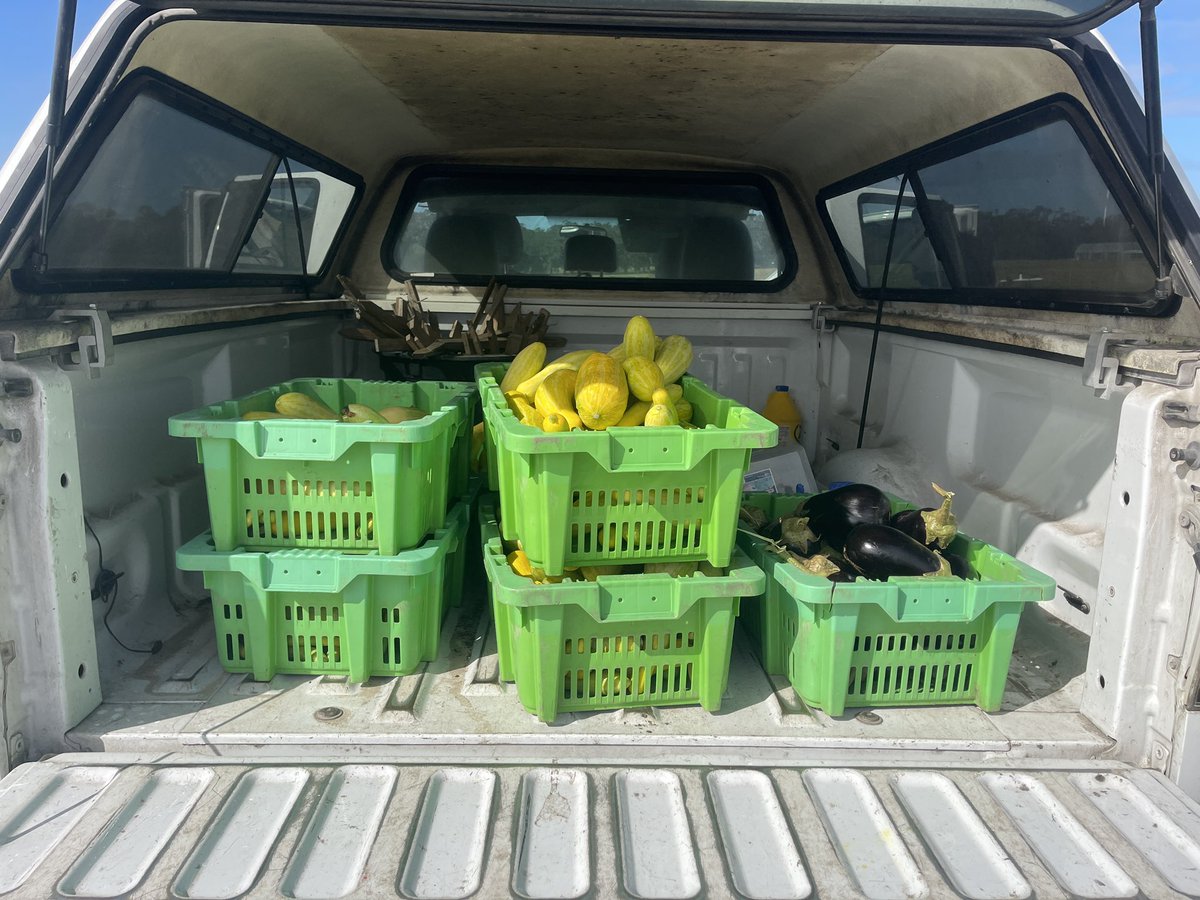Great squash and eggplant harvest from Joey’s field!