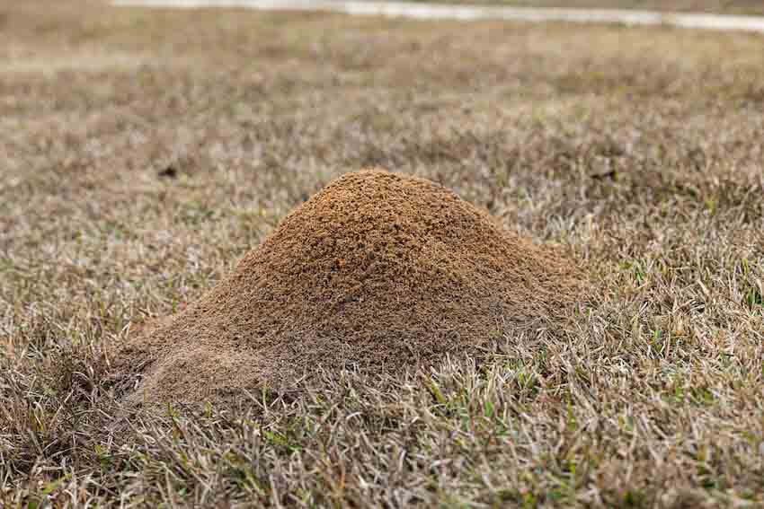 Diypestanderson's tweet image. Are ants invading your kitchen? Our ant control products provide an effective barrier against these persistent pests. Get yours now and enjoy an ant-free home!

#AntControlProducts #DoItYourselfPestControlStore 
youkill.com/contact/