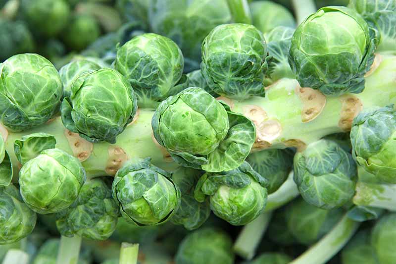 Gardeners_Path_'s tweet image. How to Harvest Brussels Sprouts - wondering how and when to pick brussels sprouts? Head over to Gardener's Path for our top tips now. gardenerspath.com/plants/vegetab… #brusselssprouts #growyourown #fallharvest