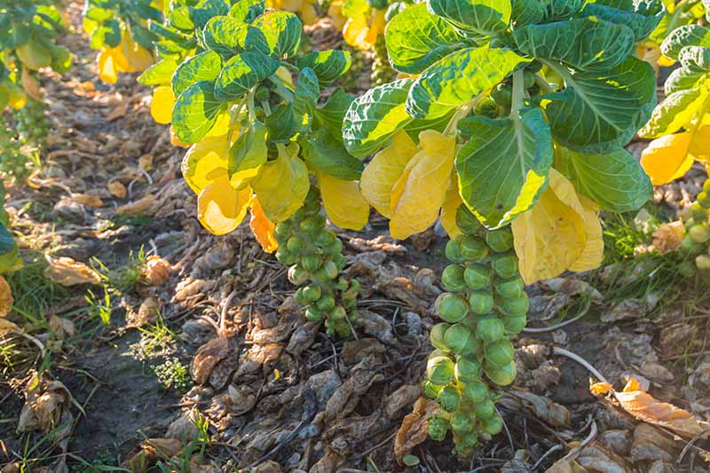 Gardeners_Path_'s tweet image. How to Harvest Brussels Sprouts - wondering how and when to pick brussels sprouts? Head over to Gardener's Path for our top tips now. gardenerspath.com/plants/vegetab… #brusselssprouts #growyourown #fallharvest