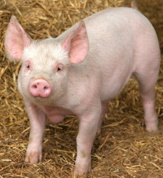 AfricanHub_'s tweet photo. What do you call Pig in your language https://t.co/WYIdrMtWXU