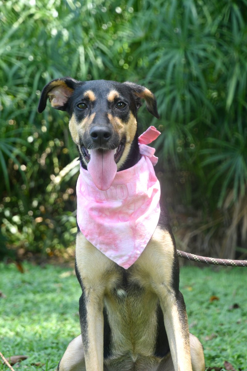 depataenpata_'s tweet photo. Pipa tiene 4 meses en adopción. Nadie ha preguntado por ella pero tu puedes ayudarnos a que eso cambie con un RT! 🩷 Contacto: 67802006 ( solo wa ) https://t.co/VY76uDJewA