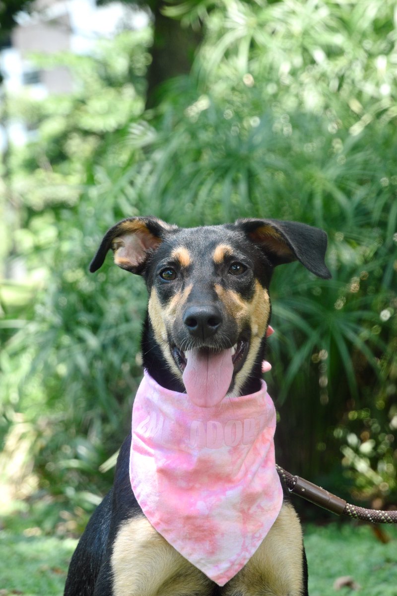 Pipa tiene 4 meses en adopción. Nadie ha preguntado por ella pero tu puedes ayudarnos a que eso cambie con un RT! 🩷 Contacto: 67802006 ( solo wa )