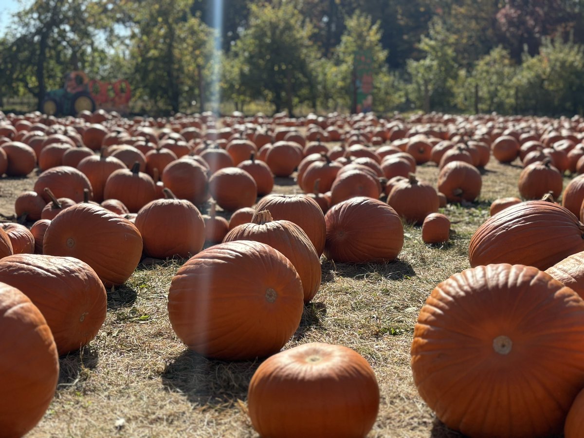 Cory Ferrer (@mr__ferrer) on Twitter photo Pumpkin 🎃 picking with the 3rd grade group! <a href="/S_FarfanRoss/">Stephanie Farfan-Ross</a> <a href="/WeeLearnW_MrsA/">jessica aiello</a> <a href="/MissRussoTRS/">Nicole Russo</a> <a href="/MissPicinich/">Nicole Picinich</a> <a href="/rca879/">Rose Amato</a> <a href="/ItzitlD/">Mrs. Pacheco 🍎</a> <a href="/WeehawkenTSD/">Weehawken Schools</a> <a href="/SuzanneMera/">Mrs. Mera</a> <a href="/bcalligy/">Brian Calligy</a> Pumpkin 🎃 picking with the 3rd grade group! <a href="/S_FarfanRoss/">Stephanie Farfan-Ross</a> <a href="/WeeLearnW_MrsA/">jessica aiello</a> <a href="/MissRussoTRS/">Nicole Russo</a> <a href="/MissPicinich/">Nicole Picinich</a> <a href="/rca879/">Rose Amato</a> <a href="/ItzitlD/">Mrs. Pacheco 🍎</a> <a href="/WeehawkenTSD/">Weehawken Schools</a> <a href="/SuzanneMera/">Mrs. Mera</a> <a href="/bcalligy/">Brian Calligy</a>