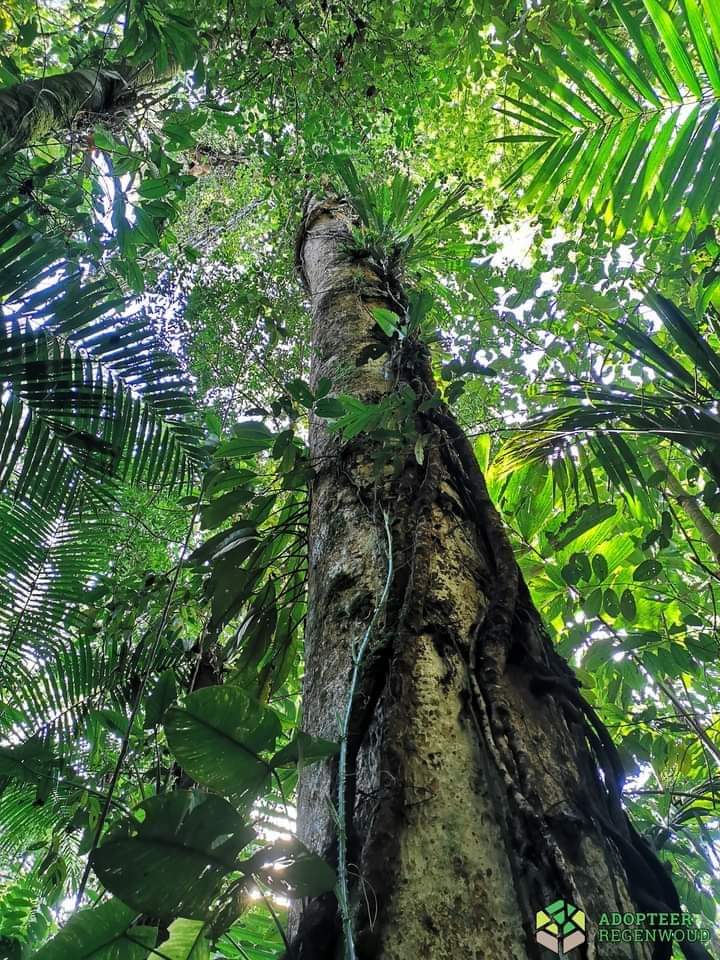 Juflogie_Nature's tweet photo. Work With Nature protect #tropical #rainforest in Costa Rica. #Juflogie  , #wwn  , #nature https://t.co/ZY3qkOPOv6