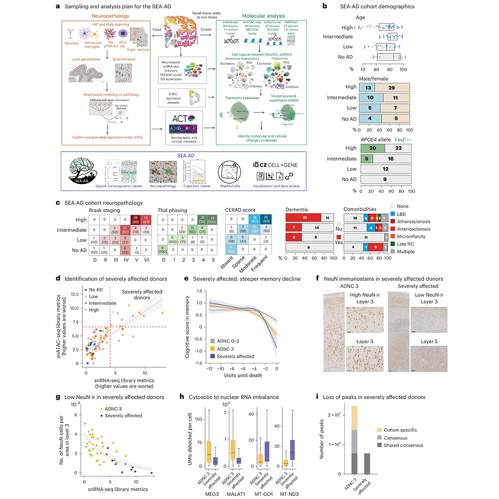 Nature Portfolio (@natureportfolio) on Twitter photo Alzheimer’s disease may damage the brain in two distinct phases, according to a study published in <a href="/NatureNeuro/">Nature Neuroscience</a>. The findings also suggest that damage to inhibitory neurons during the early phase may trigger the neural circuit problems that underlie the disease. Alzheimer’s disease may damage the brain in two distinct phases, according to a study published in <a href="/NatureNeuro/">Nature Neuroscience</a>. The findings also suggest that damage to inhibitory neurons during the early phase may trigger the neural circuit problems that underlie the disease.