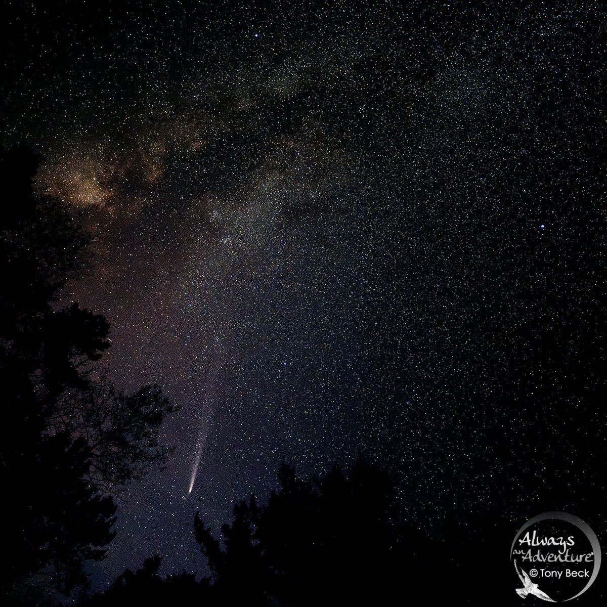 Comet C/2023 A3 (Tsuchinshan-ATLAS) and Milky Way as seen from our laneway in the Madawaska Highlands #milkyway #cometc2023a3 #ontario #nightphotography #dacreontario #nikoncamera #nightsky #nightskyphotography #stargazing #z8 #nikon #nikoncanada #nikoncanadaambassador