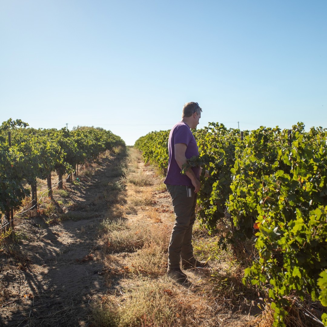As the last of the grapes are gathered under the autumn sun, we celebrate the end of another bountiful harvest! 🍇🍷 A season of hard work, passion, and anticipation now transforms into the artistry of winemaking. Thank you to our incredible team and all who share in this journey