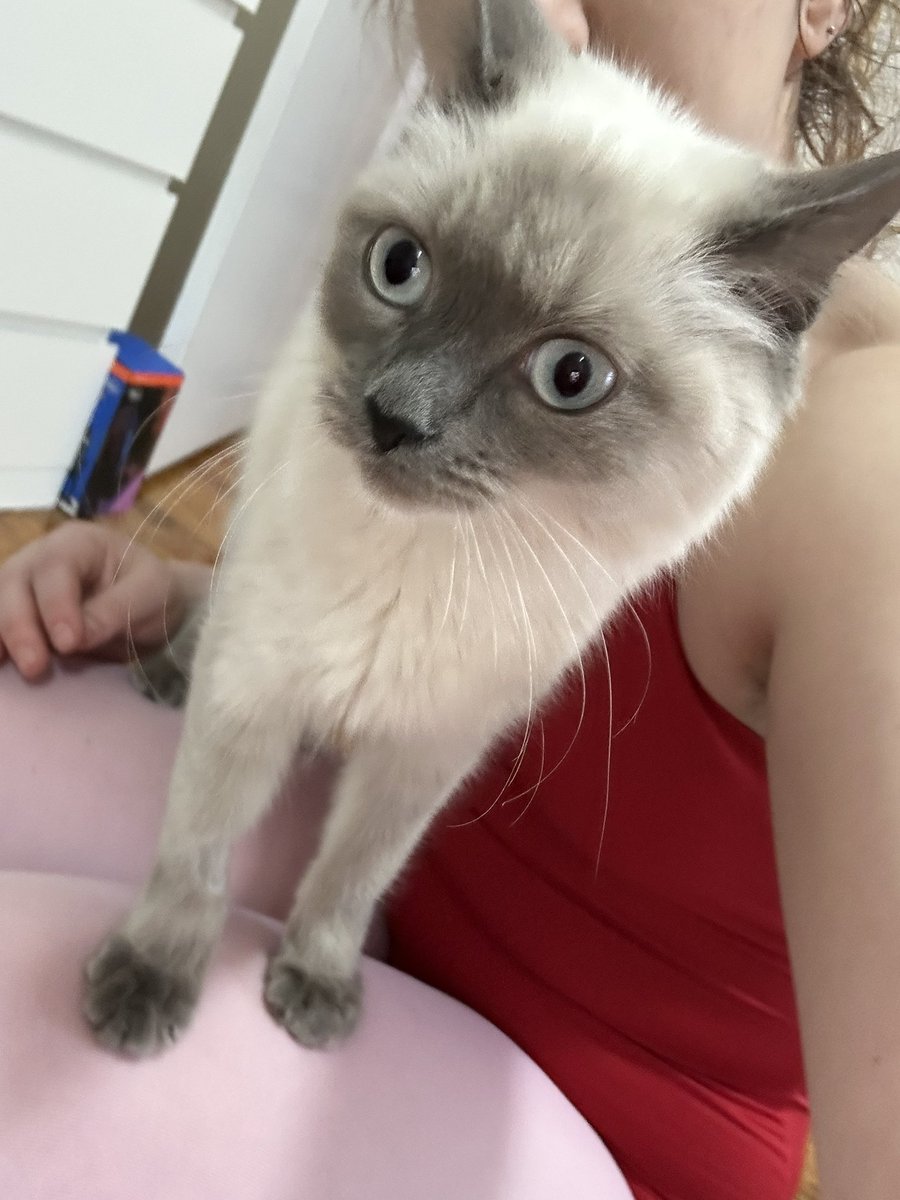 🔪 final girl➖. 🔪 tweet media