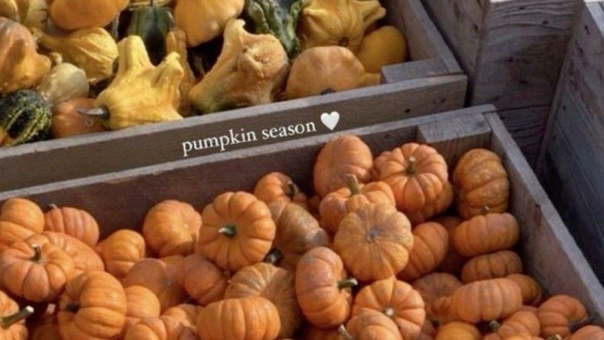 malusokay's tweet image. cosy october days 🎃