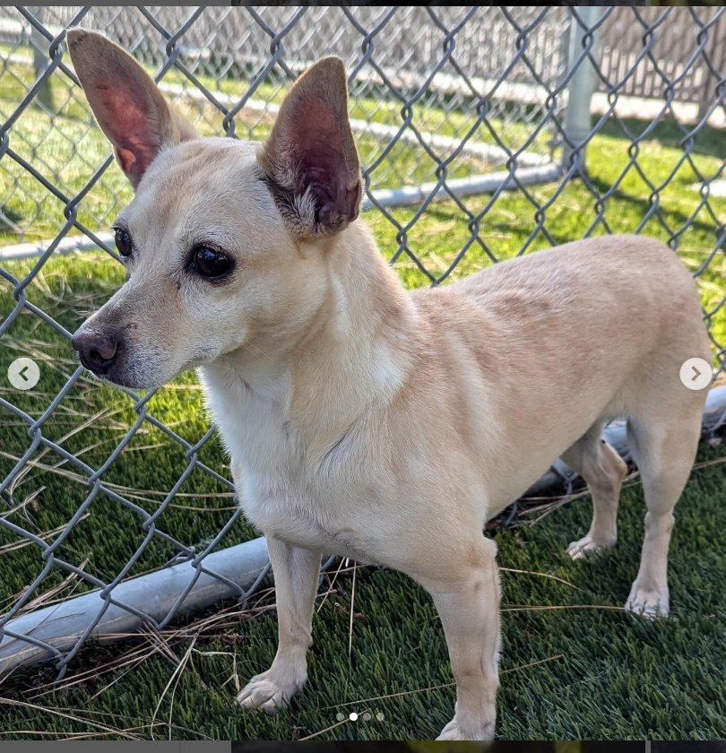 mapleveewesem's tweet photo. 💔🆘💔GOTHAL's first post received no traction☹️She's been at Downey #California ACC for nearly 2 years. High time for this beautiful & playful Chi mix to have her own human again & be smothered in TLC. Please share, And visit her ASAP🙏 info⬇️
#A5513065 https://t.co/02Rt9sNSK7
