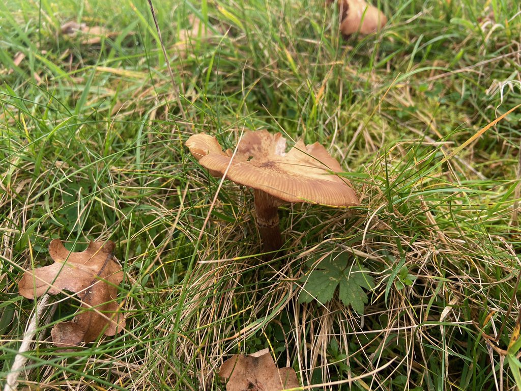 It’s time for us to start our Autumn visits and checking out what some of local sites are doing.
First up, back to @NTPackwood which is all ready for Halloween. We had a great time discovering Fungi in the grounds before calling into the bookshop.