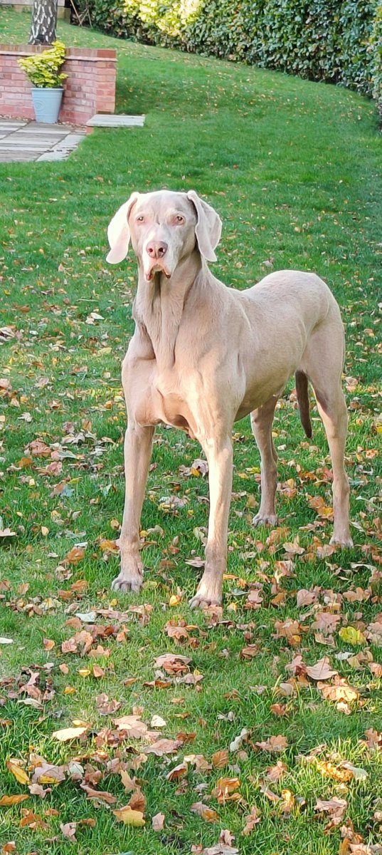 Dal_3D's tweet photo. Our Hans was 12 yesterday so he got a new jacket to keep his old hips warm in the winter and a birthday cake of course!
Happy birthday Mr "Warming Glow in Winter" #KCPoshName #Weim https://t.co/xoWKowkvqS
