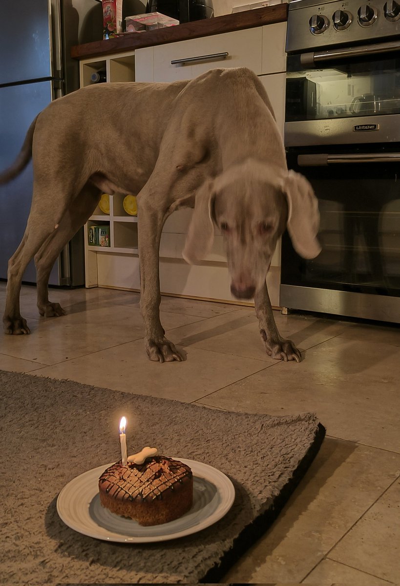Dal_3D's tweet photo. Our Hans was 12 yesterday so he got a new jacket to keep his old hips warm in the winter and a birthday cake of course!
Happy birthday Mr "Warming Glow in Winter" #KCPoshName #Weim https://t.co/xoWKowkvqS