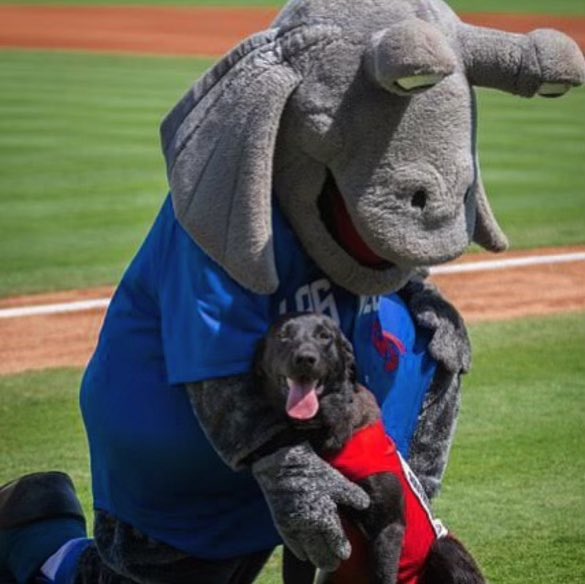 Spruce the Goose tweet media