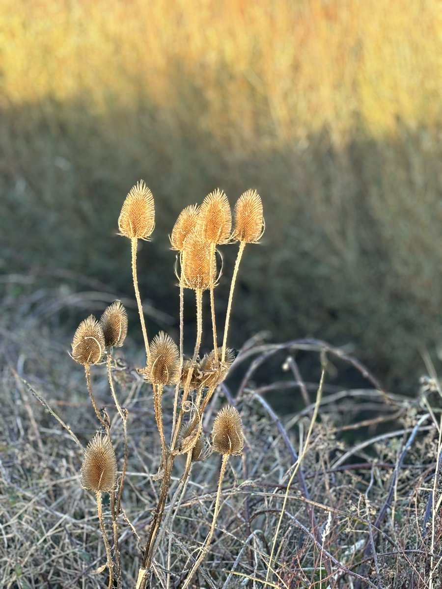 Teasels holding light