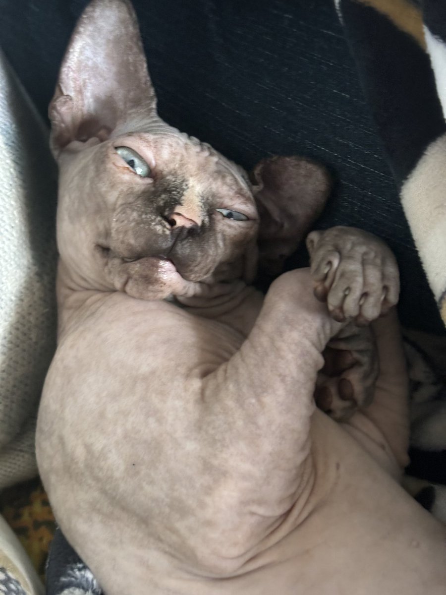 I don’t really post on here anymore. Or even observe really…which is a great choice for me. 

But we got a Sphynx kitten awhile ago so maybe some of you need this in your timeline.