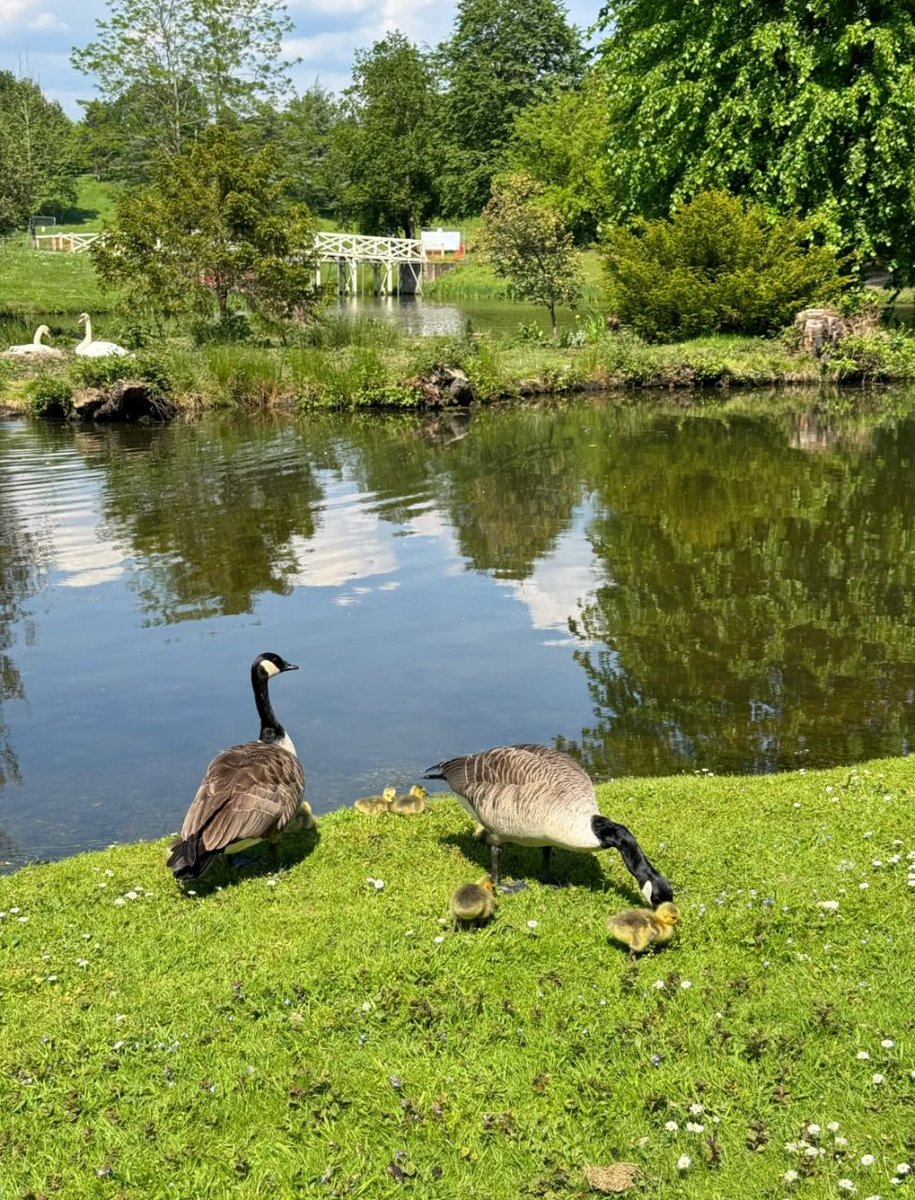 London, a city where history and modernity intersect, apart from famous place,Today, let's take a look at  the best London parks to visit!  Hyde Park   beauty of london nature🥰