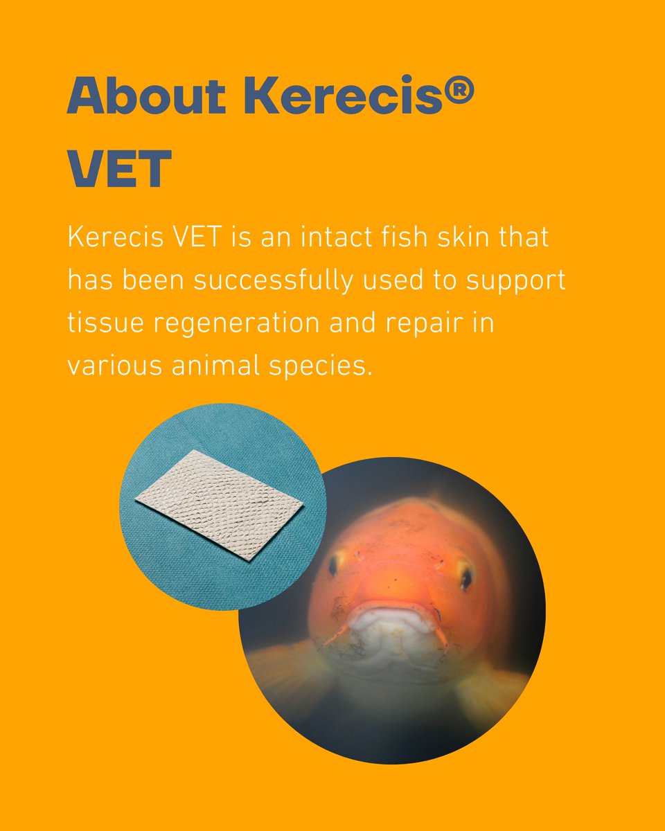 Providing healing for the entire animal kingdom.🫶🐟
Designed for wound management in companion animals and horses, our VET product line returned to the water for an exciting case on a Koi. Swipe through to see the outstanding outcomes our products can provide in unique cases!