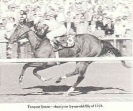 HORSERACING1002's tweet photo. TEMPEST QUEEN🇺🇸1975
(GRAUSTARK - QUEEN'S PARADISE BY SUMMER TAN)#TempestQueen
B/ John W. Galbreath (Ky) April 26, 1975
O/ Darby Dan Farm
T/ Thomas L. Rondinello
19-8-3-4---$289,219
1978 Champion 🏆 3yo Filly 🇺🇸
Acorn S G1, Gazelle H G2, Poinsettia S G3, Prioress S, Spinster S G1.
2nd Comely S G3,
3rd Alabama S G1, Coaching Club American Oaks G1, Mother Goose S G1, Ruffian H G1.
Died 1979