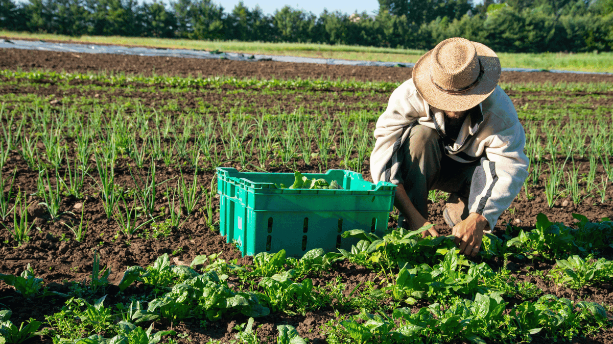 ENSA (@ensa_research) on Twitter photo Advances in precision breeding technologies could shape the future of gene-edited crops, improving crop quality and addressing food security.
Discover how from <a href="/SadiyeHayta/">Sadiye Hayta</a> and Oli Watson in <a href="/SpringerNature/">Springer Nature</a>: bit.ly/4e5WuOy Advances in precision breeding technologies could shape the future of gene-edited crops, improving crop quality and addressing food security.
Discover how from <a href="/SadiyeHayta/">Sadiye Hayta</a> and Oli Watson in <a href="/SpringerNature/">Springer Nature</a>: bit.ly/4e5WuOy