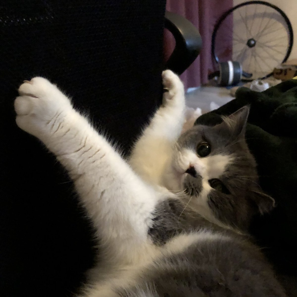 Mula7777's tweet image. 我家猫会后空翻