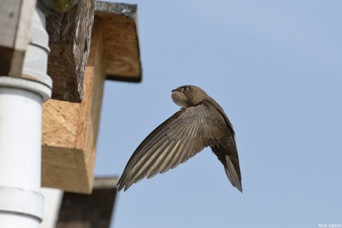 Let's build a future where swifts can soar! 🐦💚 

Support legislation for swift bricks in new buildings by signing this vital petition to give these speedy birds a home 👇
petitions.senedd.wales/petitions/2462…