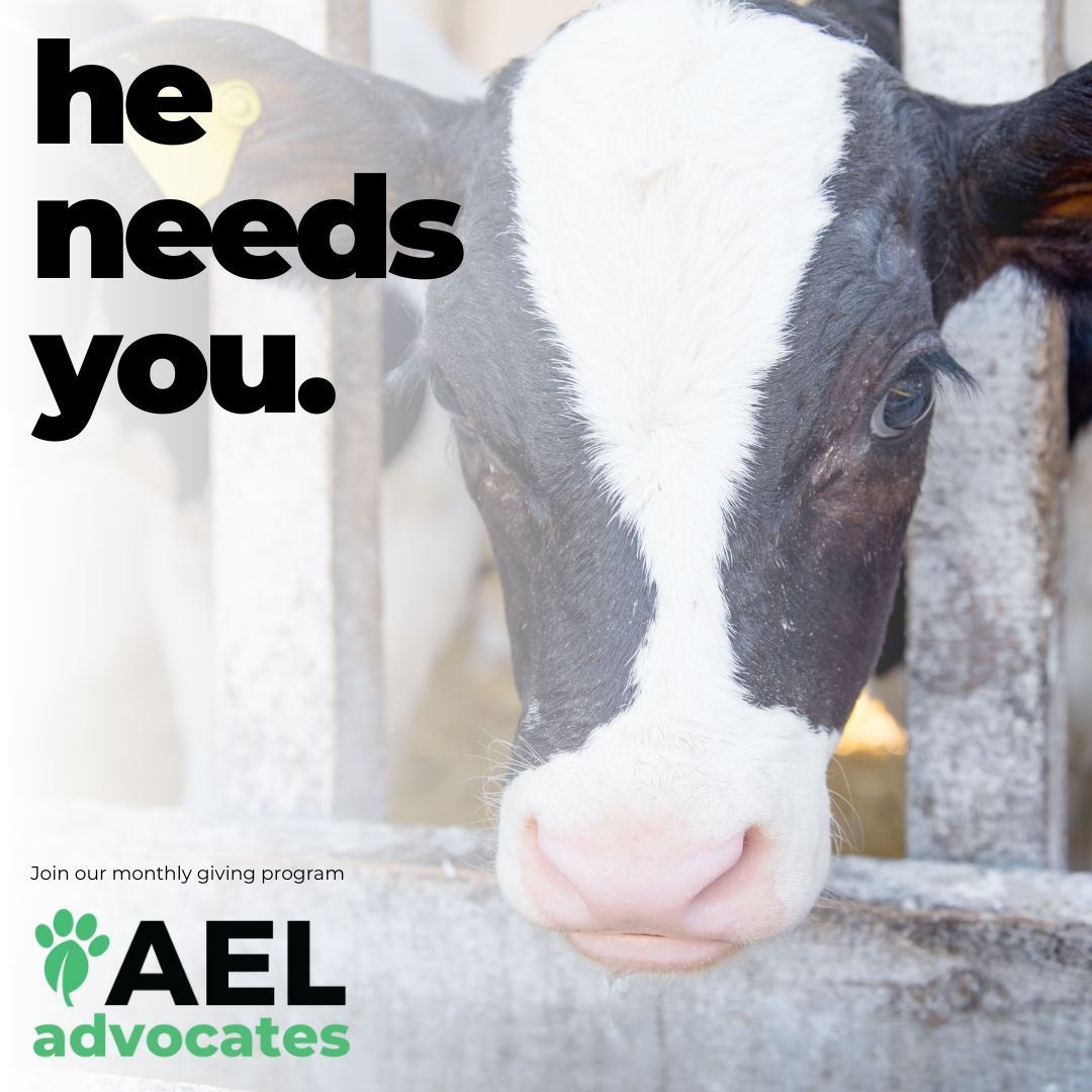 AEL Advocacy (@aeladvocacy) / Posts / X