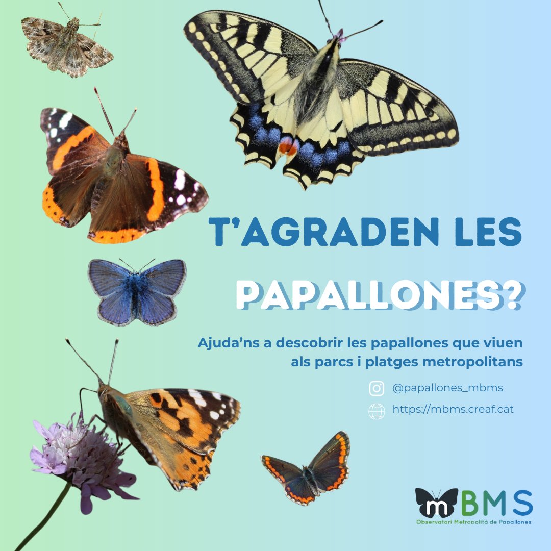 LHCiencia's tweet photo. 🦋 T'agraden les papallones?

L’#mBMS busca persones voluntàries per descobrir quines papallones viuen als parcs i platges metropolitans; entre ells, el parc de Can Buxeres, a #LHospitalet.

Apunta't-hi!
ℹ️ https://t.co/WPuPztim2y https://t.co/vOMW7NfdNf