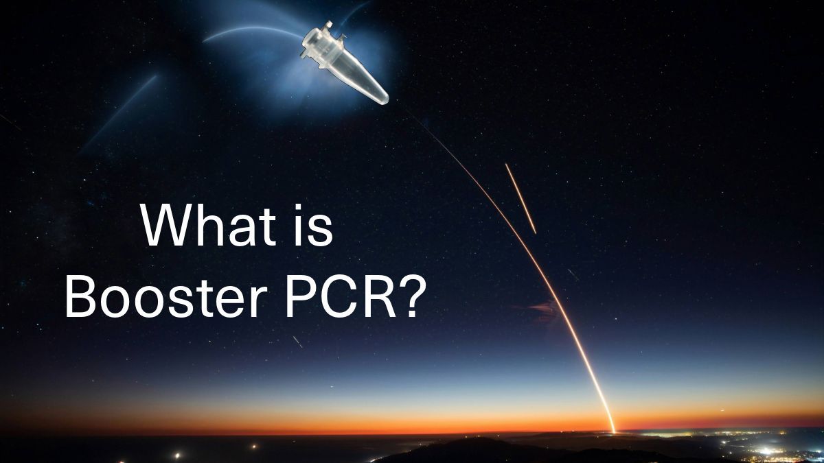 theBentoLab's tweet photo. Here’s an interesting PCR method for working with extremely low concentrations of DNA: “Booster PCR”.

It looks like a rarely used and now obsolete method for most research, but it may be worth a try to give a PCR a boost if you can't access other more sensitive amplification or detection methods.

Source article:
Ruano et al. (1989). Biphasic amplification of very dilute DNA samples via 'booster' PCR. Nucleic Acids Research, 17(13), 5407.
https://t.co/WLMCCH9ccB

Booster PCR was developed to allow amplification of DNA over a very large number of cycles without an increased occurrence of primer dimers.

It does this by splitting the amplification into two steps:

1) An initial PCR where the primers are diluted to an estimated 10^7x concentration compared to that of the template DNA, or more simply a 1/10th dilution of standard primer concentrations in some versions.

In this step, some template amplification should occur, but primer dimers are much less likely to occur because the primers are also low in concentration.

2) A second standard PCR that uses the PCR product of the first PCR as a DNA template.

In this step, the small amount of target amplicons are further amplified to detectable levels.

Modifications include a) adding more primer to the PCR tubes after the first 20 cycles and then continuing for another full set of cycles, b) also using a lower concentration of dNTPs in the first PCR (presumably to minimise any additional non-specific amplification), and c) various variations in primer concentration. But the principle of these is essentially the same - an initial boost to the target DNA before the main PCR.

It's been reported to be up to 10 to 20x as sensitive as a single PCR, and able to detect a single colony-forming unit of Salmonella in a gram of chicken droppings:

Cohen et al. (1994). Detection of Salmonella enteritidis in feces from poultry using booster polymerase chain reaction and oligonucleotide primers specific for all members of the genus Salmonella. Poultry Science, 73(2), 354-357.
https://t.co/VfQ5CI5JE3

And it's also been modified into a reverse transcription booster PCR where it was found to be up to 100x as sensitive as a single RT-PCR:

De Medici et al. (2004). Reverse transcription-booster PCR for detection of noroviruses in shellfish. Applied and Environmental Microbiology, 70(10), 6329-6332.
https://t.co/sB2wH1Jvfc

So if you're having trouble amplifying an important specimen, and you think it's due to a low concentration of DNA, why not give it a boost with an initial PCR with a 1/10th dilution of primers, then run a normal PCR using the PCR product as a template, and see what happens!

If it does work, please let us know! 

Disclaimer: we haven't tried Booster PCR ourselves yet, but we may give it a go soon on some extremely tiny specimens that are proving difficult to amplify from using other methods...