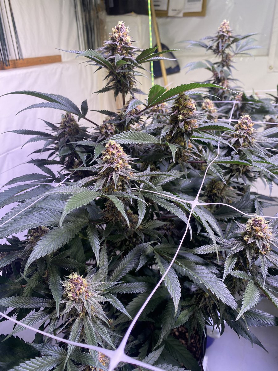 jmo22966085's tweet photo. Day 42 #ForbiddenJelly #PlantGuyCo these little shorties are producing some nice sized buds, had to do a couple, this is my personal favorite to puff on all day! https://t.co/AqqRErcEe7