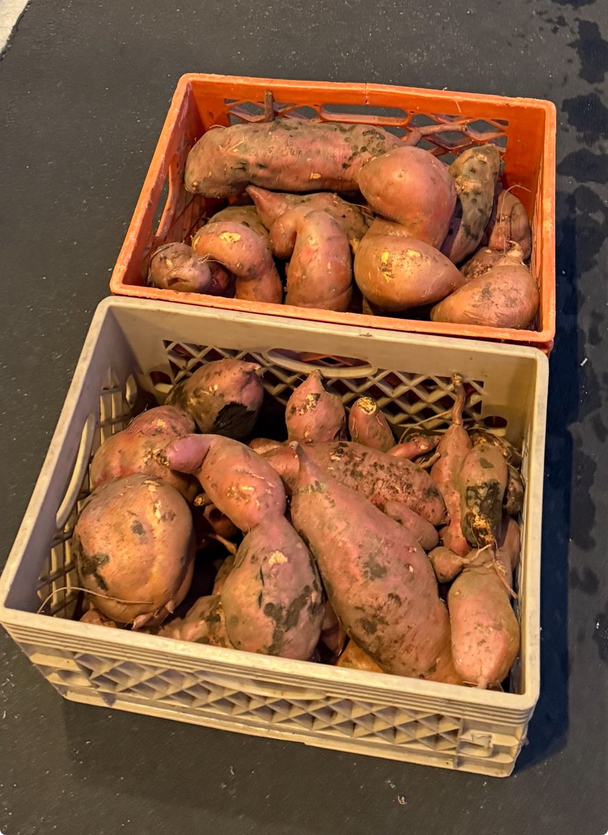 Last harvest of the year.. gotta love them sweet potatoes 🍠