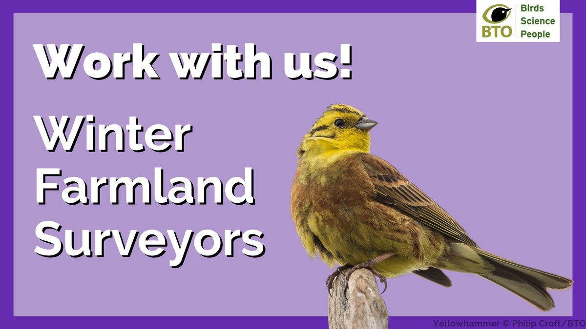 Surveyors wanted! 📢 We’re looking for bird surveyors with some knowledge of plants for part-time winter farmland surveys in East Anglia, the East Yorkshire/Lincs/Notts area and Oxfordshire, starting this month! Please contact Gavin via stubbles@bto.org for more details.
