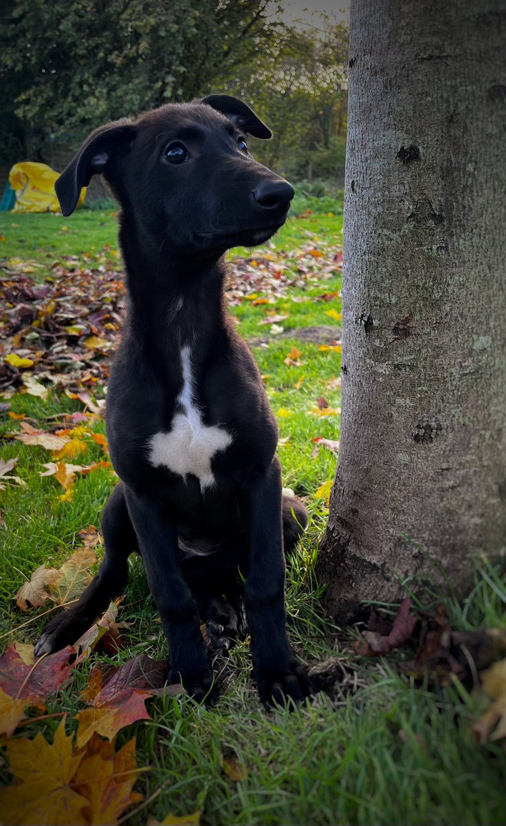 adachikennels's tweet photo. The girls would like to introduce their newest addition to their C &amp; S racing ! Meet Midnight!! Delighted for the girls and big thanks to @TotallyBetting and Andrew for allowing them to have her 🫶

#LivelyDee #BallymacCashout #BritishBreeding https://t.co/OQ6gMoOTGy