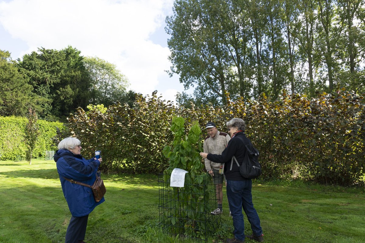 Morus Londinium goes on the hunt of mulberries at Lullingstone Castle - former site of the famous Silk Farm - and finds an unusual Osigian mulberry cultivar - and Tom Hart Dyke’s amazing World Garden. moruslondinium.org/research/lulli…