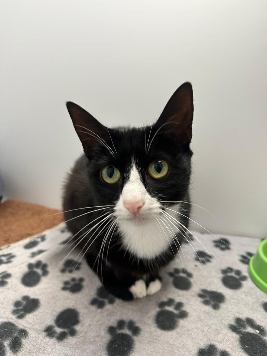 Cats in North Oxfordshire tweet media